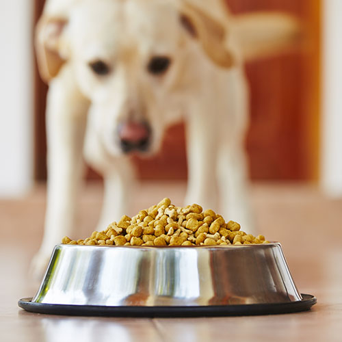 pet-food