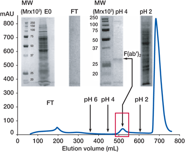 HEA and PPA HyperCel Chromatography Sorbents: Analysis of Load and Elution HEA and PPA HyperCel Chromatography Sorbents: Analysis of Load and Elution