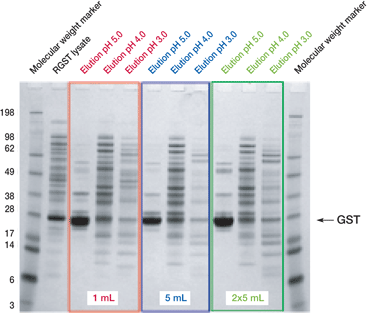 SDS-PAGE of the elution fractions SDS-PAGE of the elution fractions