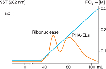 HA Ultrogel: Separation of a Mixture of Ribonuclease and Phytohemagglutinins (PHA-EL) HA Ultrogel: Separation of a Mixture of Ribonuclease and Phytohemagglutinins (PHA-EL)