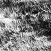 FluoroTrans W PVDF Transfer Membrane - 10 x 15 cm sheets (10/pkg) product photo Primary L