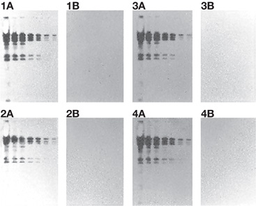 Biodyne B Membrane Withstands Stripping and Reprobing Biodyne B Membrane Withstands Stripping and Reprobing