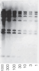 Fluorescent Detection of DNA Using Biodyne Plus Membrane